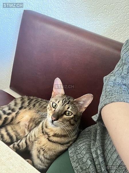 Tiger — Exotisch Kurzhaar ♂, Vermisst seit 29.04.2025, Reinach AG (AG)