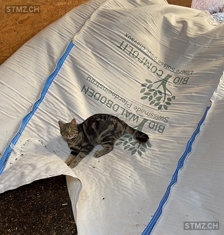 Chester — Hauskatze ♂, Vermisst seit 02.05.2025, Balgach (SG)