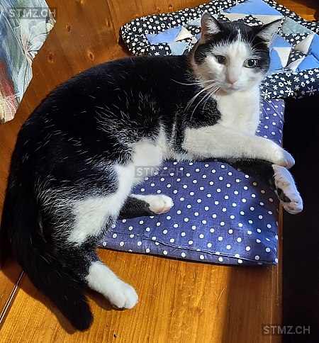 Flips — Hauskatze ♂, Vermisst seit 30.04.2025, Ramsen (SH)