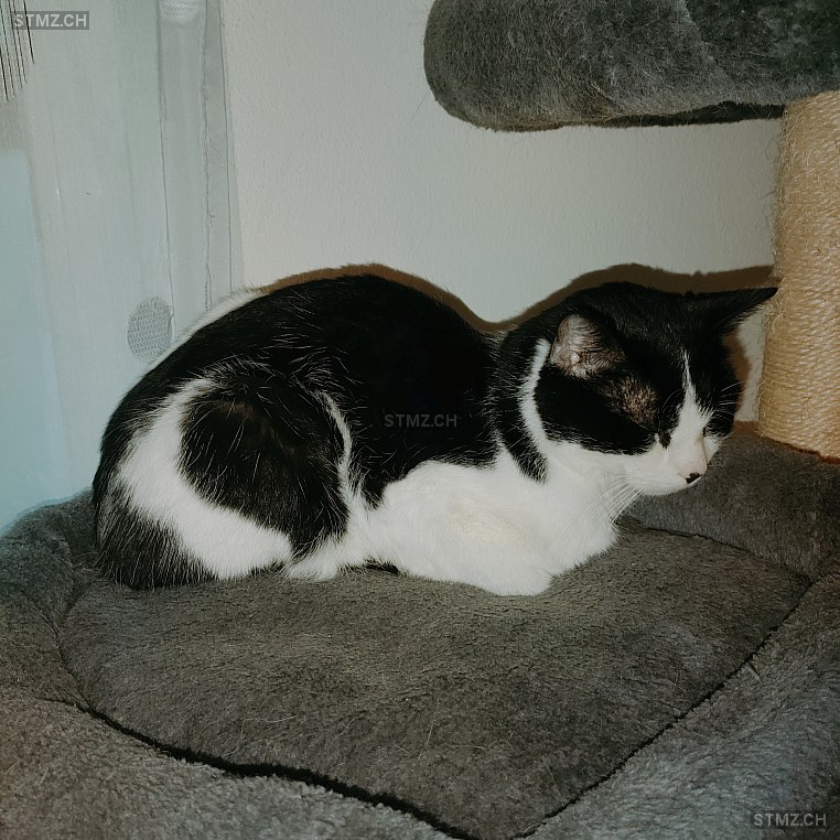 Mimo — Hauskatze ♂, Vermisst seit 27.04.2025, Niederwil SG (SG)