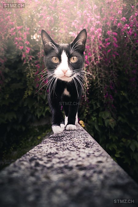 Lylou — Hauskatze ♀, Vermisst seit 02.05.2025, Oberwil bei Zug (ZG)