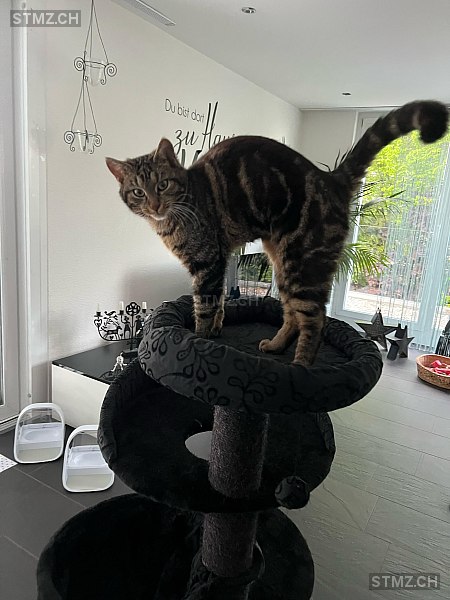 Bueno — Hauskatze ♂, Vermisst seit 01.05.2025, Wädenswil (ZH)