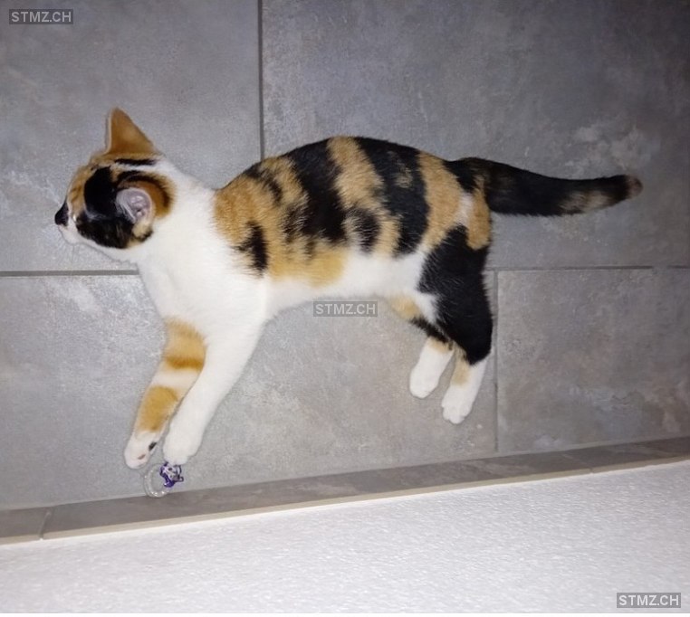 Chilli — Hauskatze ♀, Vermisst seit 27.04.2025, Felben-Wellhausen (TG)