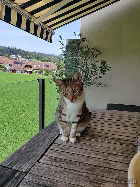 Ayleen — Bengalen ♀, Vermisst seit 02.05.2025, Rottenschwil (AG)