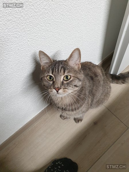 Pöppali — Hauskatze ♀, Vermisst seit 27.04.2025, Sursee (LU)