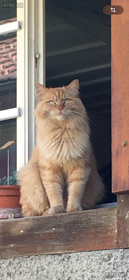 Ginger — Hauskatze ♂, Vermisst seit 30.04.2025, Obermumpf (AG)