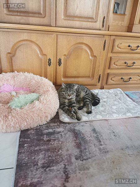 Pepe — Hauskatze ♂, Vermisst seit 01.05.2025, Reinach AG (AG)