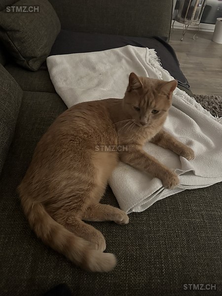Ginger — Hauskatze ♀, Vermisst seit 01.05.2025, Stein am Rhein (SH)
