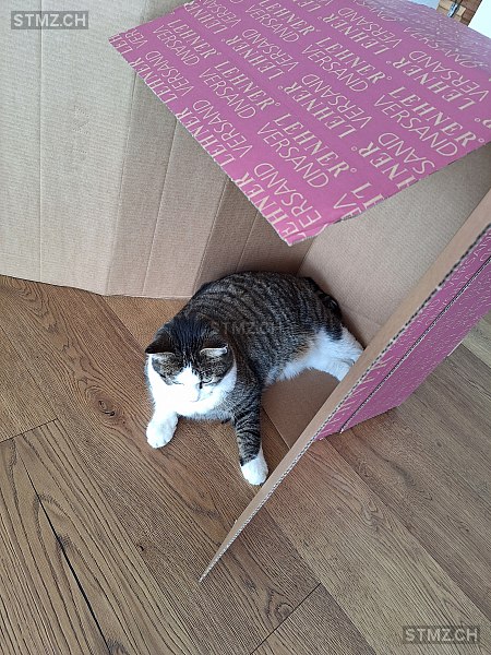 Gianni — Hauskatze ♂, Vermisst seit 01.05.2025, Diepoldsau (SG)