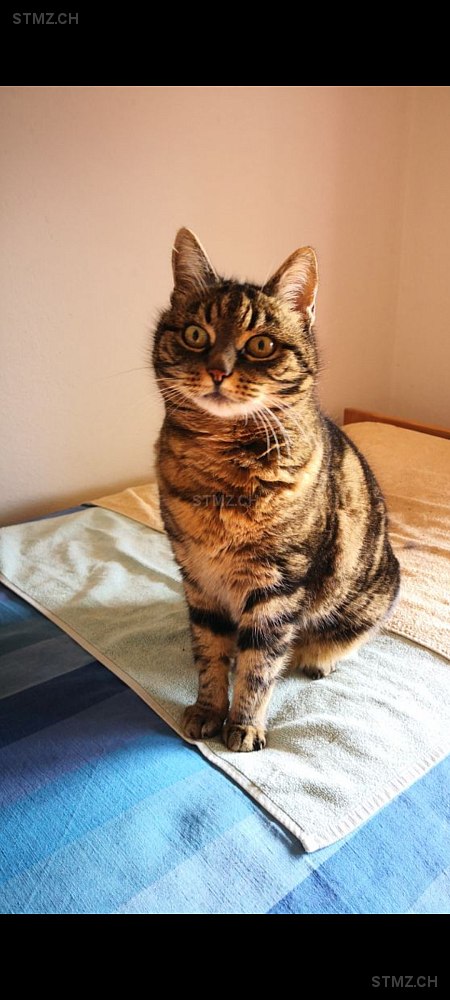 Struppi — Hauskatze ♀, Vermisst seit 30.04.2025, Reinach BL (BL)