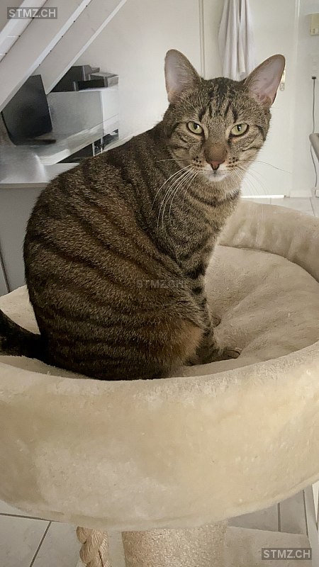 Strubeli — Hauskatze ♂, Vermisst seit 28.04.2025, Altendorf (SZ)