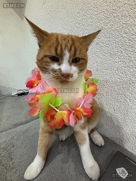 Simba — Hauskatze ♂, Vermisst seit 01.05.2025, Wiler bei Utzenstorf (BE)