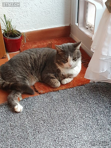 Lino — Hauskatze ♂, Vermisst seit 03.05.2025, Reiden (LU)