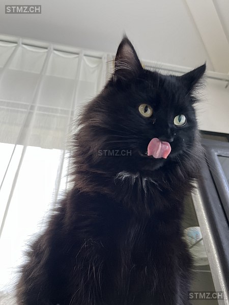 Mogli — Hauskatze ♂, Vermisst seit 02.05.2025, Oberweningen (ZH)