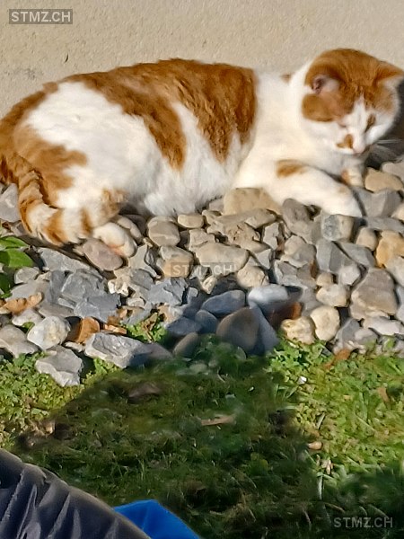 Bruce — Hauskatze ♂, Vermisst seit 29.04.2025, Lausanne (VD)