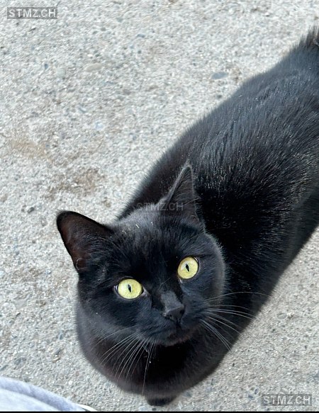 aaliyah — Hauskatze ♀, Vermisst seit 24.08.2023, Lommis (TG)