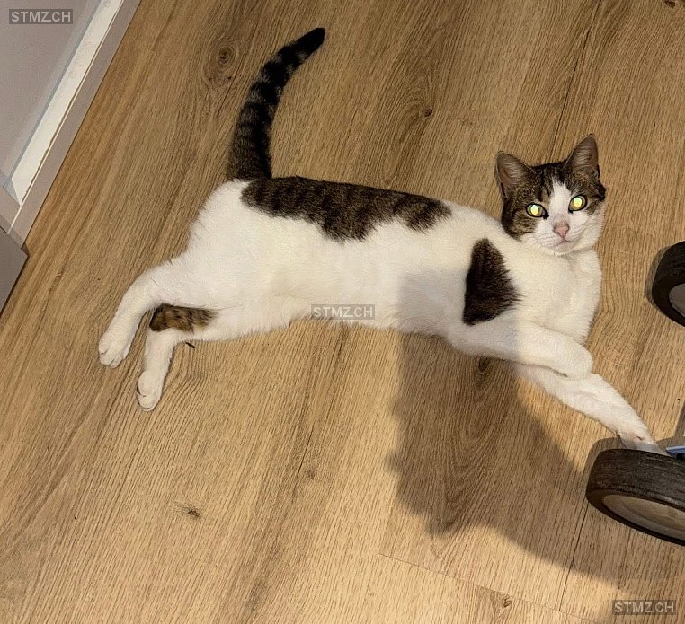 Levi — Hauskatze ♂, Vermisst seit 03.05.2025, Rebstein (SG)