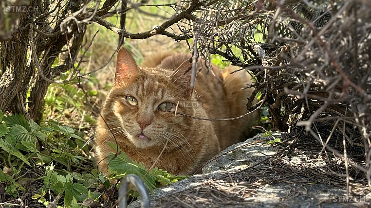 Bailey — Hauskatze ♂, Vermisst seit 01.05.2025, Hinwil (ZH)