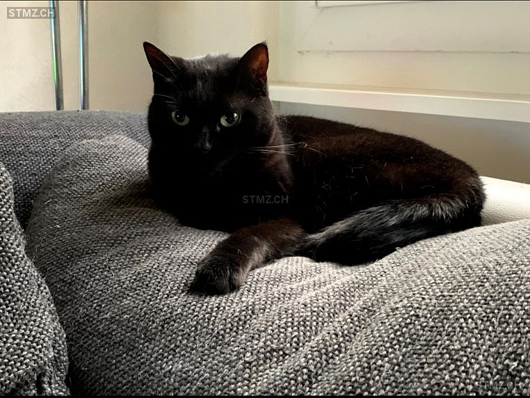 Lili — Hauskatze ♀, Vermisst seit 23.10.2021, La Chaux-de-Fonds (NE)