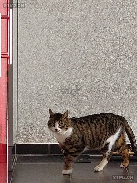 Naima — Hauskatze ♀, Vermisst seit 05.05.2025, Winterthur (ZH)