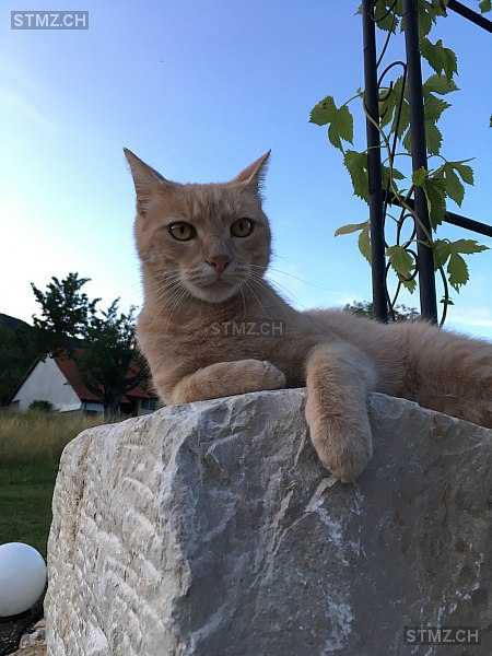 Max — Hauskatze ♂, Vermisst seit 03.05.2025, Aedermannsdorf (SO)