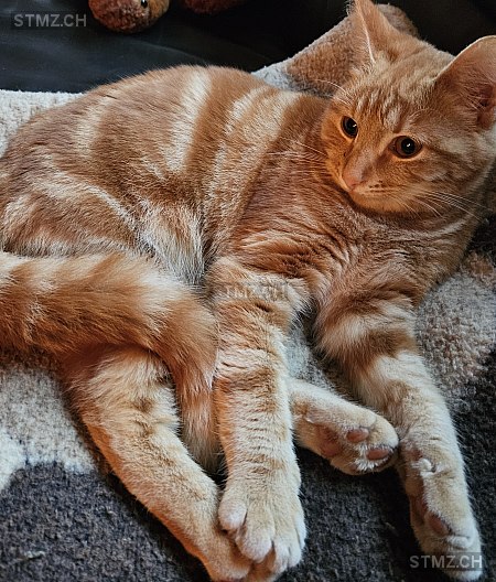 Möhrli — Hauskatze ♀, Vermisst seit 28.04.2025, Gränichen (AG)