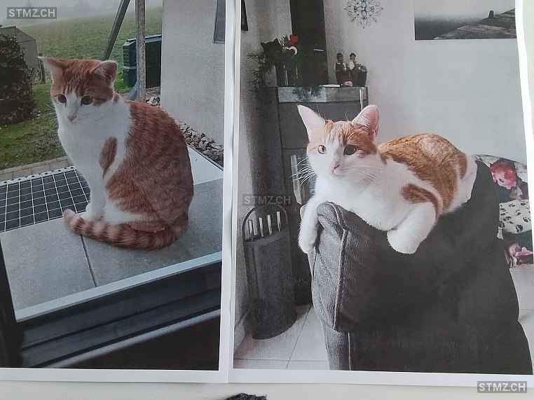 STELLA — Hauskatze ♀, Vermisst seit 07.05.2025, Wangen bei Olten (SO)