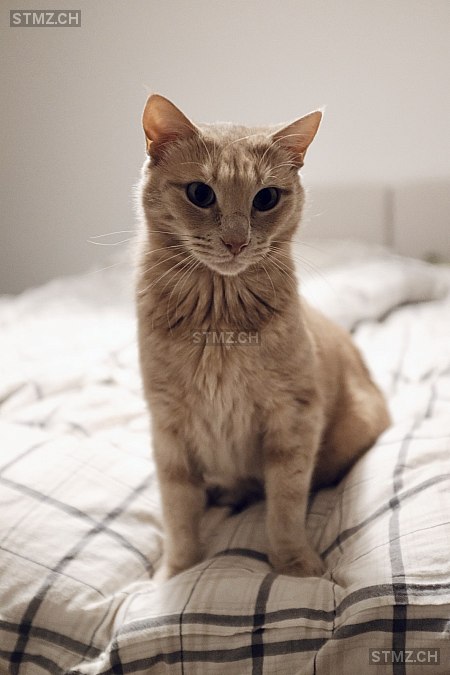 Randy — Hauskatze ♂, Vermisst seit 06.05.2025, Lyss (BE)