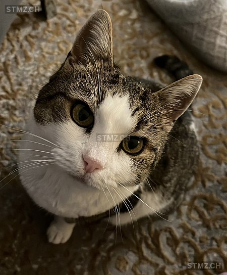 Venus — Hauskatze ♀, Vermisst seit 02.05.2025, Hinwil (ZH)