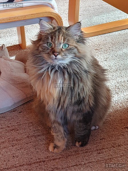 Schani — Maine Coon ♀, Vermisst seit 09.05.2025, Erlinsbach SO (SO)