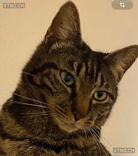 Hyro — Hauskatze ♂, Vermisst seit 24.03.2025, Prilly (VD)