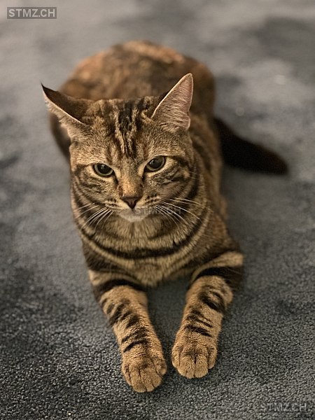 JJ (tscheitschei) — Hauskatze ♀, Vermisst seit 09.05.2025, Thun (BE)