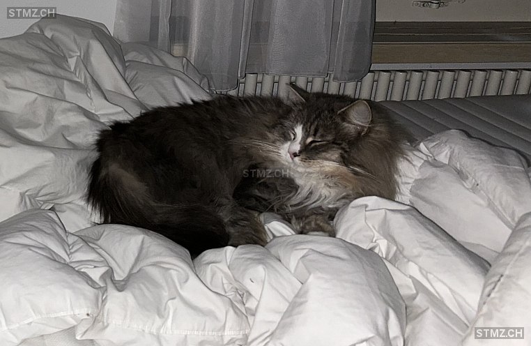 Chewie — Hauskatze ♀, Vermisst seit 08.05.2025, Basadingen (TG)