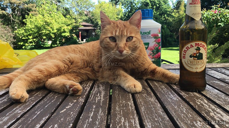 Rubia — Hauskatze ♀, Vermisst seit 05.05.2025, Neerach (ZH)