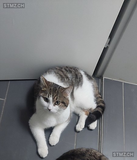 Max — Hauskatze ♂, Vermisst seit 08.05.2025, Filisur (GR)