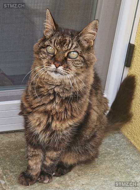 Mistinguette — Hauskatze ♀, Vermisst seit 10.05.2025, Lausanne (VD)