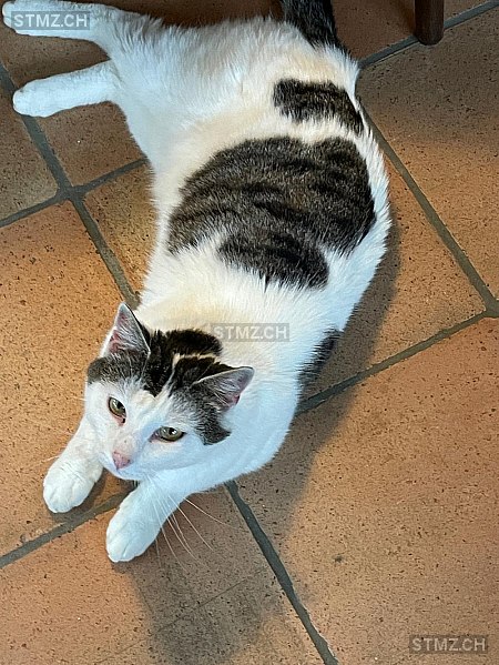 Sämi — Hauskatze ♂, Vermisst seit 11.05.2025, Gysenstein (BE)