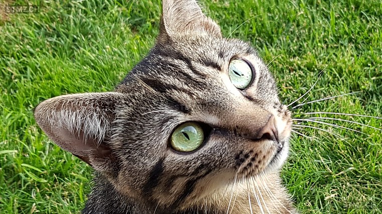 Mickesch — Hauskatze ♂, Vermisst seit 08.03.2023, Pfäffikon ZH (ZH)