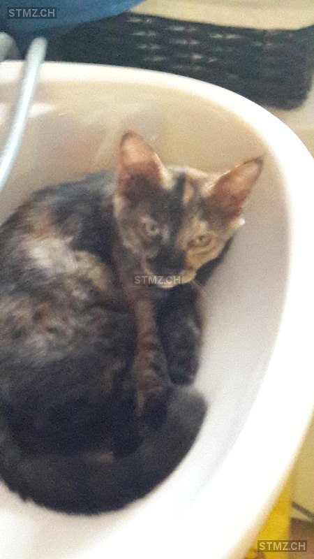 Cockie — Hauskatze ♀, Vermisst seit 12.05.2025, Madiswil (BE)