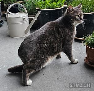 Gus — Hauskatze ♂, Vermisst seit 20.04.2025, Glattfelden (ZH)