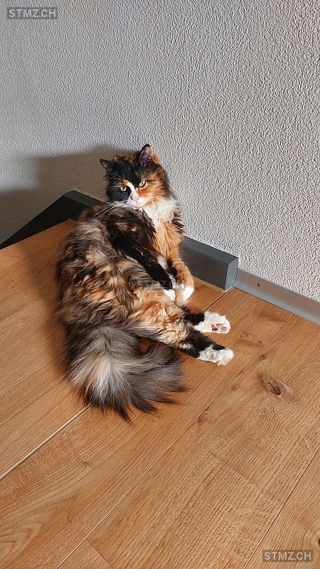 Mimi — Hauskatze ♀, Vermisst seit 11.05.2025, Wichtrach (BE)