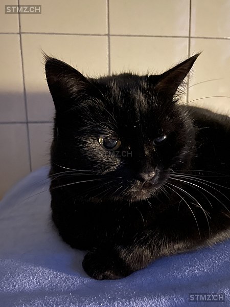 Piotr — Hauskatze ♀, Vermisst seit 13.05.2025, Le Locle (NE)