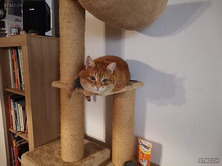 Garfield — Hauskatze ♂, Vermisst seit 10.05.2025, Grüningen (ZH)