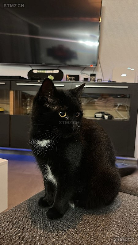 Šomi (Schomi) — Hauskatze ♀, Vermisst seit 07.05.2025, Reiden (LU)