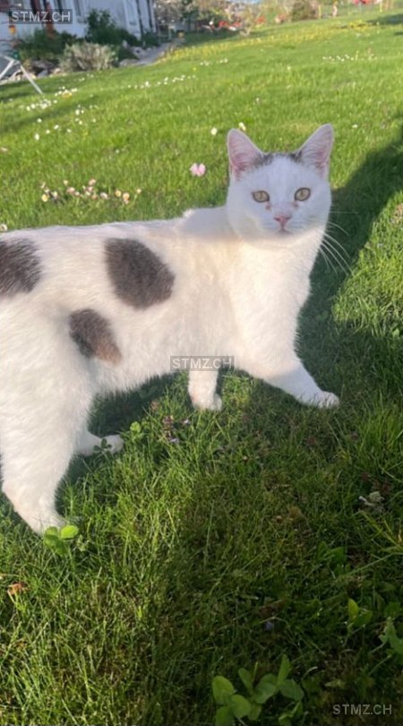 Pünktli — Hauskatze ♀, Vermisst seit 12.05.2025, Utzenstorf (BE)