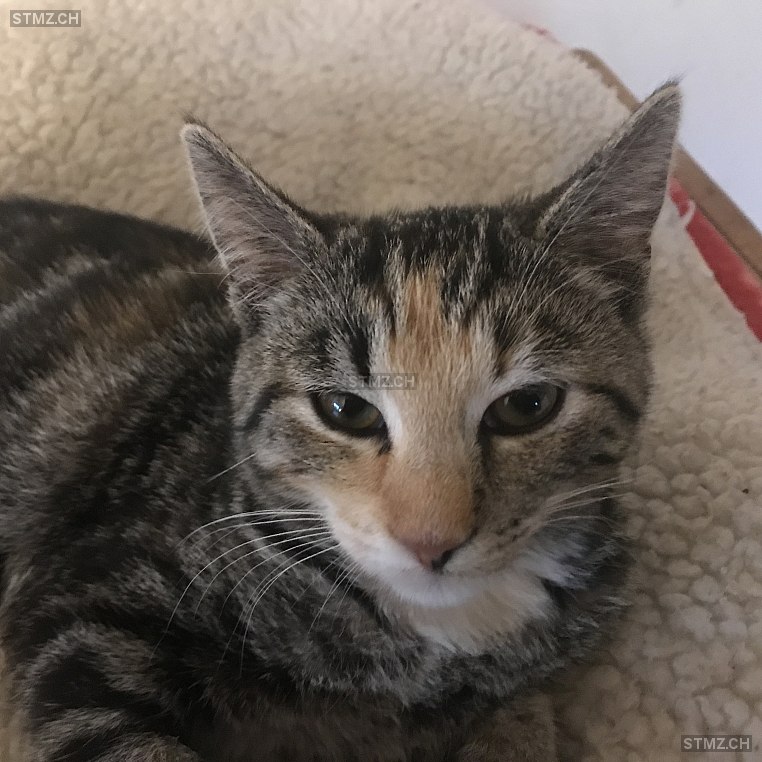 Poppa — Hauskatze ♀, Vermisst seit 27.04.2025, Sagogn (GR)