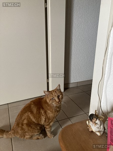 Speedy bzw. Bubi — Hauskatze ♂, Vermisst seit 14.05.2025, Bösingen (FR)
