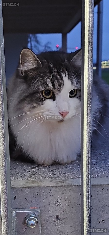 Balu — Hauskatze ♂, Vermisst seit 05.01.2025, Kägiswil (OW)