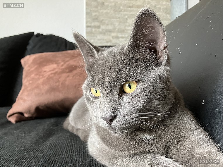 Flo — Hauskatze ♂, Vermisst seit 14.05.2025, Elgg (ZH)