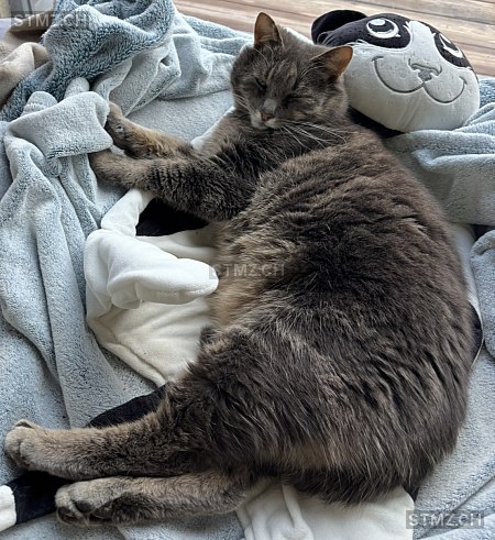 Wilson — Hauskatze ♂, Vermisst seit 18.05.2025, Herrenhof (TG)